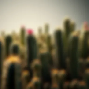 Magnificent Comprehensive Exploration of Cactus Species Magnificent Comprehensive Exploration of Cactus Species
