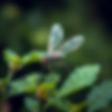 Magnificent Exploring Whitefly Deterrents: Strategies and Insights