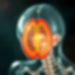 Detailed schematic representation of the cerebrospinal fluid and its protective membranes