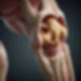 An anatomical illustration highlighting the knee joint structure affected by osteoarthritis