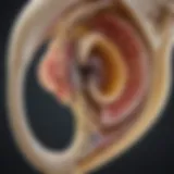 Detailed view of cochlear bone anatomy