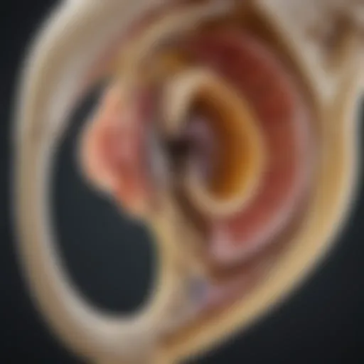 Detailed view of cochlear bone anatomy