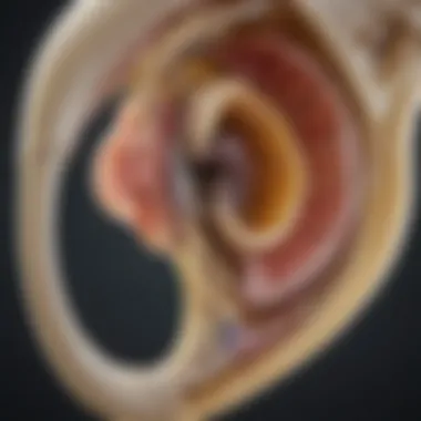 Cochlear Bone Anatomy Detailed view of cochlear bone anatomy