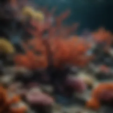 Black coral habitat in a vibrant reef