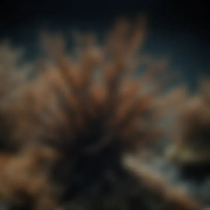 Conservation efforts for black coral