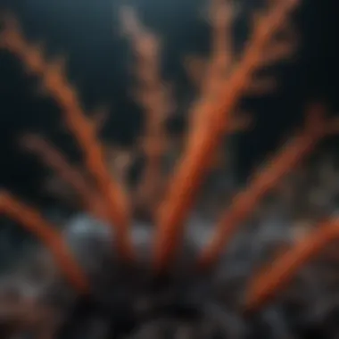 Ecological Interactions of Black Coral Ecological interactions involving black coral