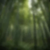 A close-up view of a lush bamboo grove showcasing various species.