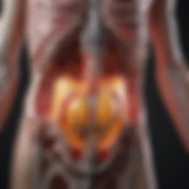 Impact of Radiation on the Urinary System Detailed illustration of the urinary system affected by radiation therapy