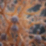 The intricate structure of the Candida yeast
