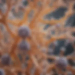 The intricate structure of the Candida yeast