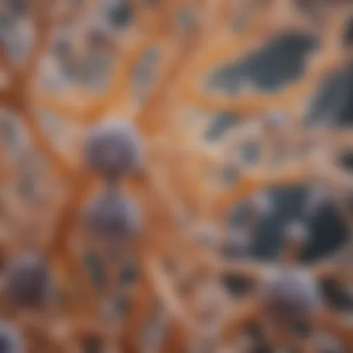 The intricate structure of the Candida yeast