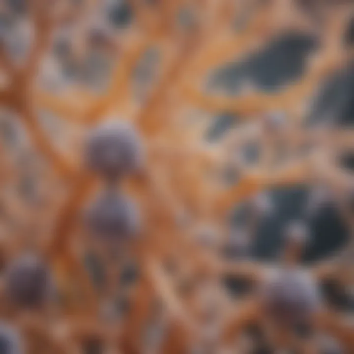 The intricate structure of the Candida yeast