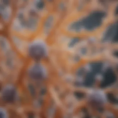 Exploring Candida's Complex Biology The intricate structure of the Candida yeast