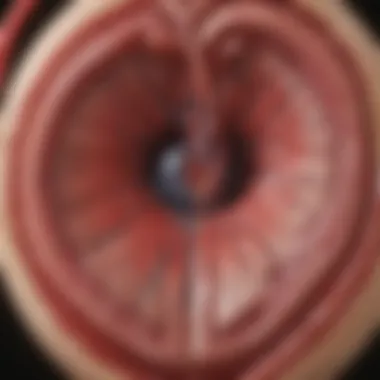 Coronary Artery Disease Assessment Visual representation of coronary artery disease evaluation