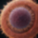 CD5 Positive B Cell Lymphoproliferative Disorder: An In-Depth Analysis Introduction