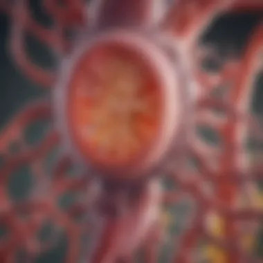 Mechanism of Cellulase in Digestion Illustration of cellulase enzymes at work in the digestive process