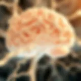 Visual representation of cerebral white matter structure