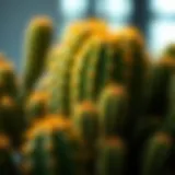 Comprehensive Exploration of Cactus Species Introduction