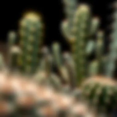 Comprehensive Exploration of Cactus Species Summary Comprehensive Exploration of Cactus Species Summary