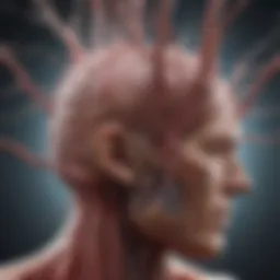Detailed view of cerebral vasculature