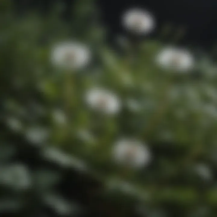 A detailed illustration of dandelion leaves, emphasizing their unique shapes and textures.