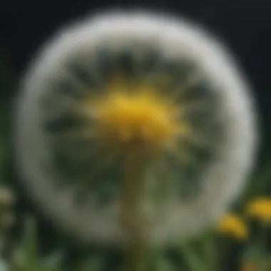 Medicinal Uses of Dandelions An artistic representation of dandelions in a medicinal context, illustrating their uses.