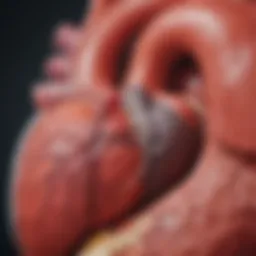 Cross-section of a healthy heart compared to one with dilated cardiomyopathy