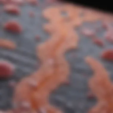 Differentiation Pathways of Epidermal Stem Cells Diagram illustrating the differentiation pathways of epidermal stem cells.