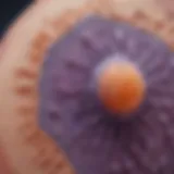 Microscopic view of epidermal stem cells showcasing their unique structures.