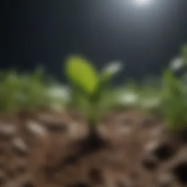 Micronutrients Vital for Plant Development Visual representation of micronutrients and their roles in plant development