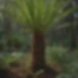 Detailed analysis of saw palmetto plant