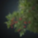 A close-up of mistletoe leaves and berries, illustrating its natural origin.