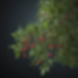 A close-up of mistletoe leaves and berries, illustrating its natural origin.