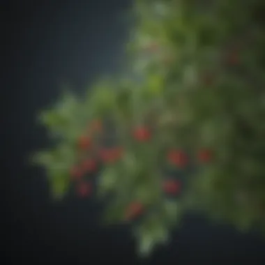 A close-up of mistletoe leaves and berries, illustrating its natural origin.