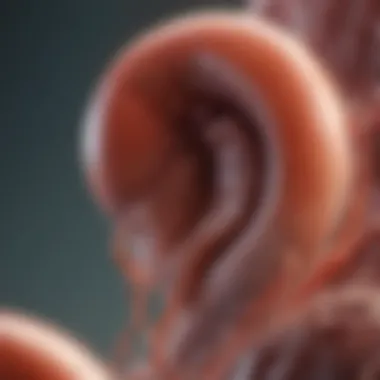 Understanding Cyst Formation in PKD Detailed illustration of kidney cyst formation