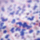 Detailed view of immunohistochemical staining
