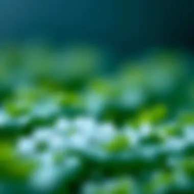 Application of sodium acetate in agriculture