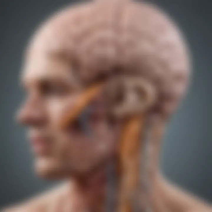 Illustration of the gut-brain axis showcasing interaction between gut health and mental state