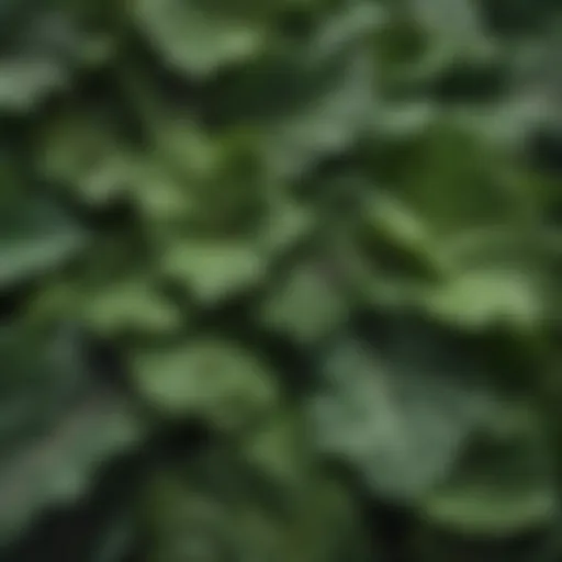 Close-up of fresh leafy greens rich in vitamins