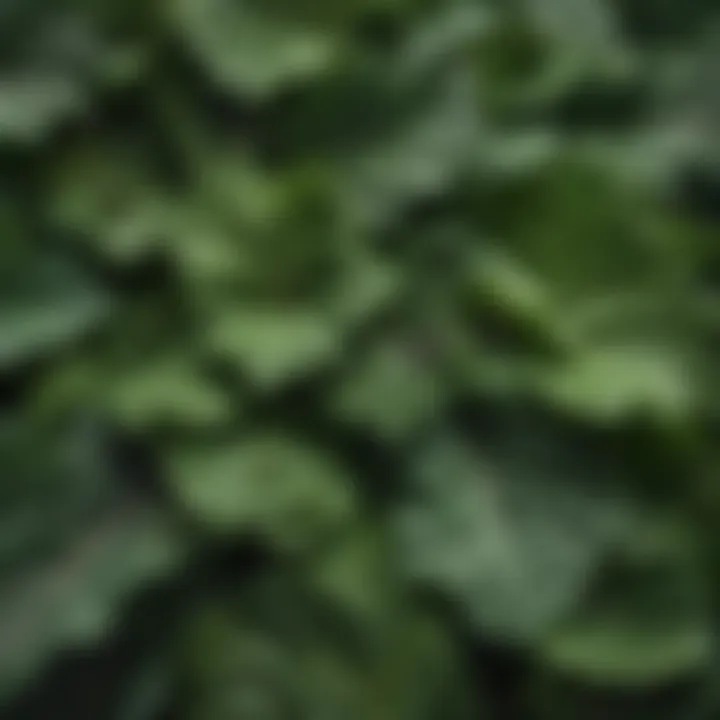 Close-up of fresh leafy greens rich in vitamins