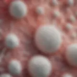 Microscopic view of connective tissue showcasing its diverse cell types and matrix composition