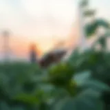 Exploring Whitefly Deterrents: Strategies and Insights Introduction