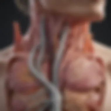 Anatomical Overview of GERD Anatomical diagram of the esophagus and stomach