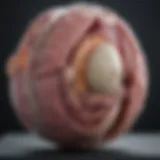 MRI scan showcasing testicular anatomy