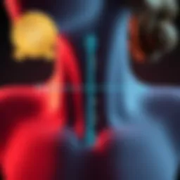 Illustration of hormonal balance during perimenopause