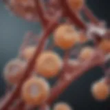 Graphical representation of protein affinity tag mechanisms