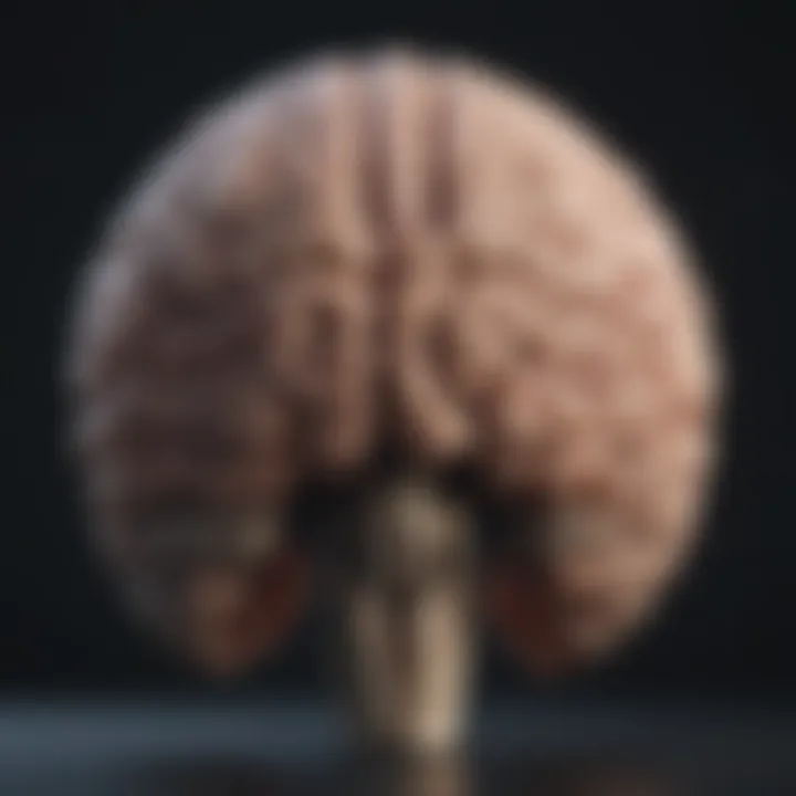Diagram of decision-making processes in the brain
