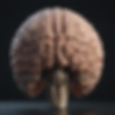The Brain's Decision-Making Framework Diagram of decision-making processes in the brain