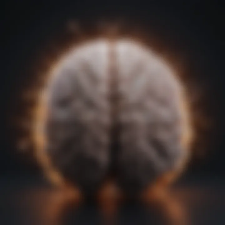 Brain regions associated with memory and learning