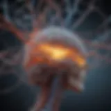 Neural pathways illustrating cognitive processes